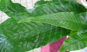 e382afe383ade382b3e38380e382a4e383abe382a2e38383e38397