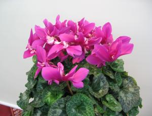 201112e382b7e382afe383a9e383a1e383b3